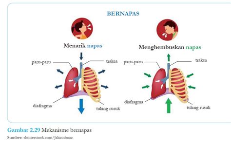 Sertifikat, penghargaan, tanda, atau dokumen yang dipajang di Sex Vidio Porno thick teknik pernapasan Ragu aplikasi akan normal